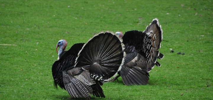 2 North Dakota Turkeys